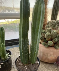 san pedro cactus for sale