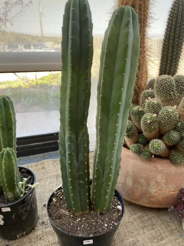 san pedro cactus for sale