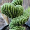 san pedro cactus for sale
