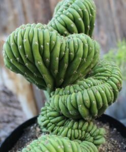 san pedro cactus for sale