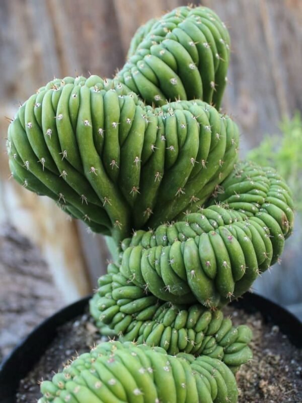 san pedro cactus for sale