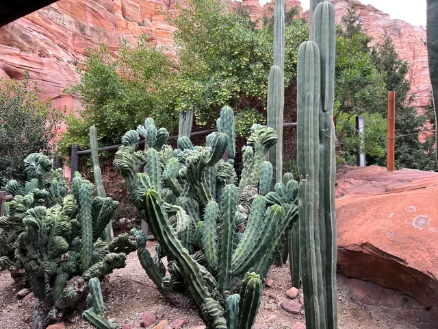 san pedro cactus effects

