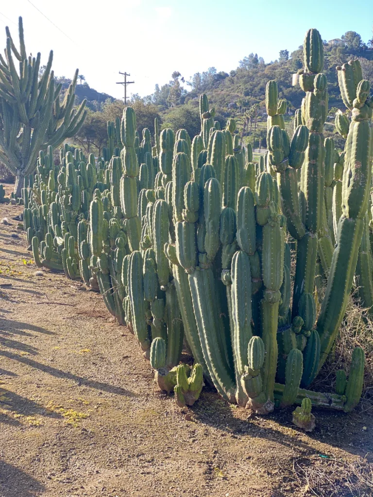 buy San Pedro Cactus online