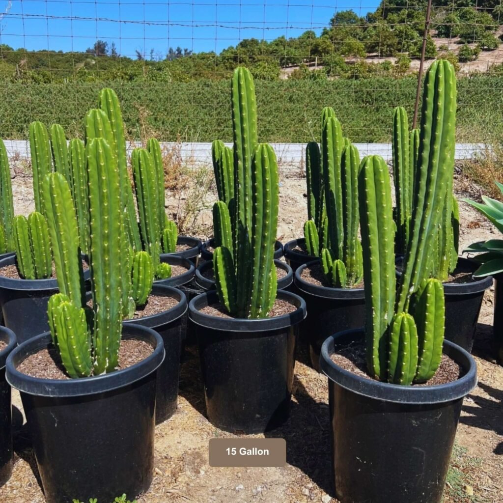 san pedro cactus for sale

