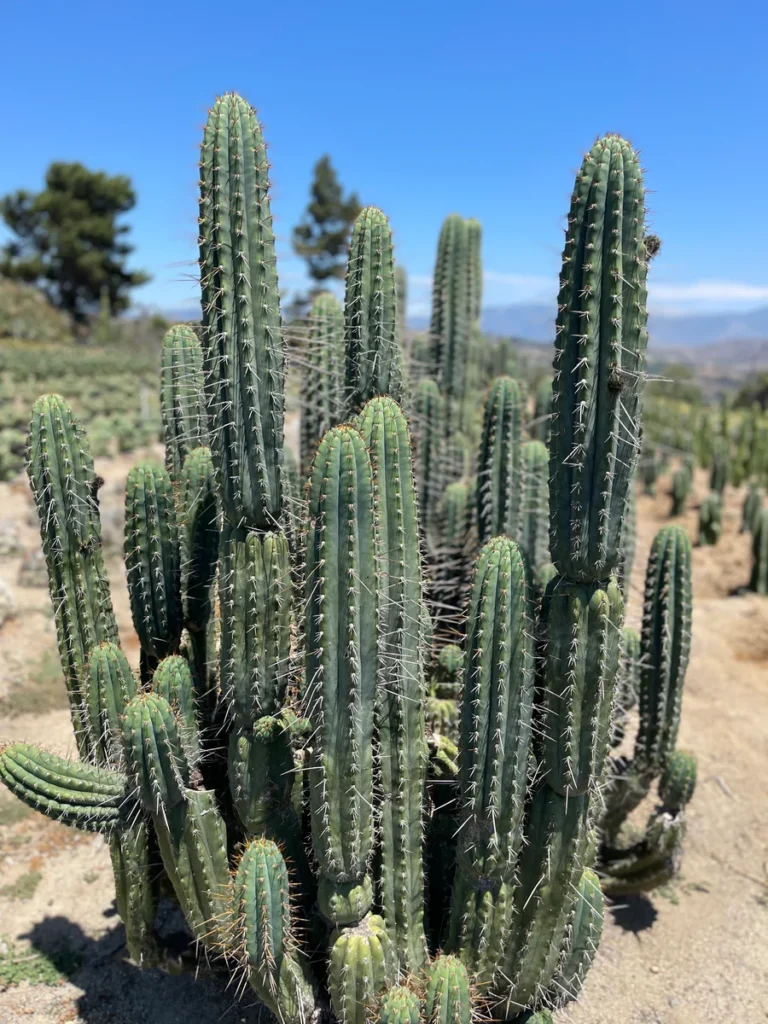 san pedro cactus for sale